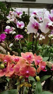 Doritaenopsis is a type of Phalaenopsis and is a type of moth orchid.