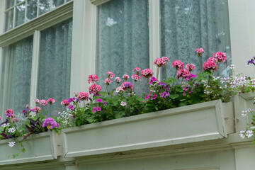 Fototapeta premium flower boxes and windows