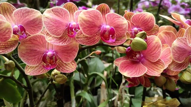 Doritaenopsis is a type of Phalaenopsis and is a type of moth orchid.