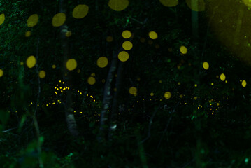 Abstract and bokeh beautiful lights firefly flying in the forest. Fireflies (Lampyridae) flying in...