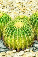 Vibrant green barrel cacti, symmetrically arranged among smooth pebbles, embody the growing trend in sustainable xeriscaping, appealing for their low water needs and sculptural beauty. Vertical format