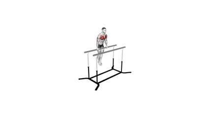straight bar dips anatomy exercise motion graphic muscle highlight workout fitness illustration video 4k