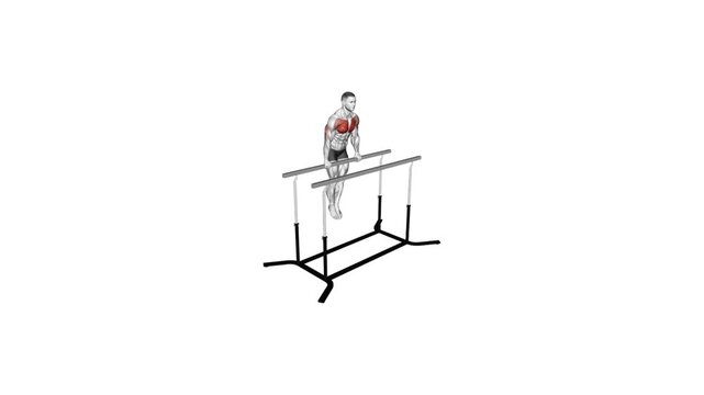straight bar dips anatomy exercise motion graphic muscle highlight workout fitness illustration video 4k