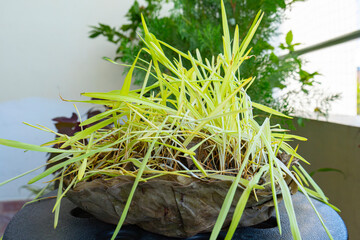 Barley Grass Seeds Jamara on a Leaf Bowl Plates for Hindu Dashain Dusshera Festival