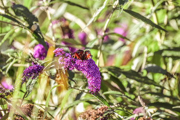 butterfly in the garden