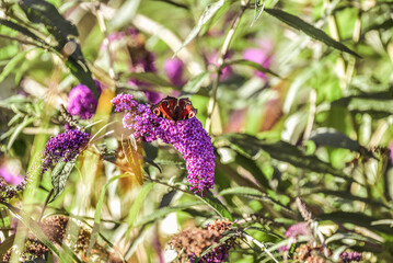 butterfly in the garden