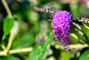 purple flower in garden