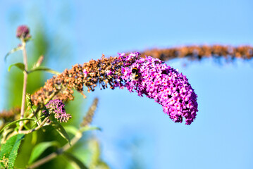 purple flower in garden