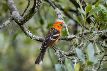 Male Striped-backed chytrique (Piranga bidentata), perched on a tree in Monteverde Costa Rica