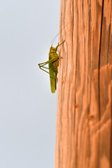 grasshopper on a wooden background