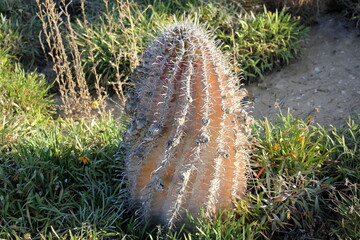 A large and prickly cactus grows in a city park