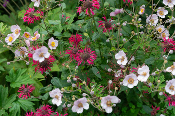mix of monarda and Anemone hupehensis flowers with leaves in a summer garden under overcast skies