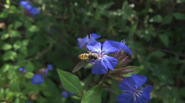 Marmalade Hoverfly (Episyrphus balteatus) female feeding on Ceratostigma flowers before flying away. July, Kent, UK [Slow motion x5]
