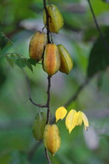 Cocoa pods of trinitario variety still on the tree at very early stage of ripening, farm on the sociocultural Ruta del Cacao Route. Baracoa-Cuba-571