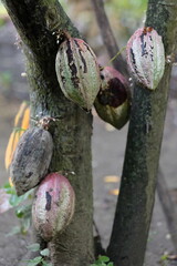 Cocoa pods of trinitario variety still on the tree at different stages of ripening, farm on the sociocultural Ruta del Cacao Route. Baracoa-Cuba-572