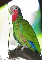 Cuban amazon parrot, pet of a cacao-producing farm on the Ruta del Cacao Route sociocultural trail to the north of the city. Baracoa-Cuba-574
