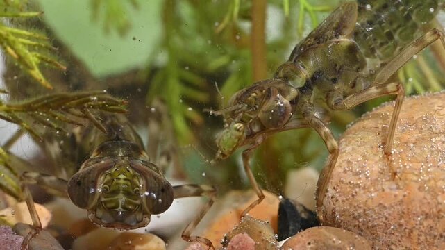 Dragonfly larvae, one eating a mayfly nymph. [Half speed]