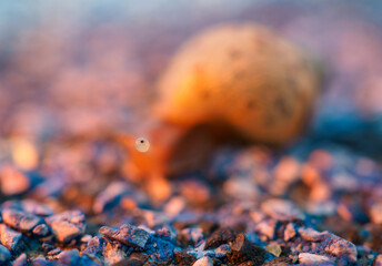 Snail crawling on the floor