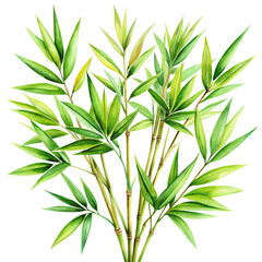 Fototapeta premium Watercolor Bamboo Foliage, Slender Leaves in Fresh Green on Transparent Background