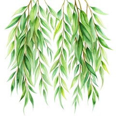 Fototapeta premium Watercolor willow foliage, graceful and flowing, soft green, transparent background