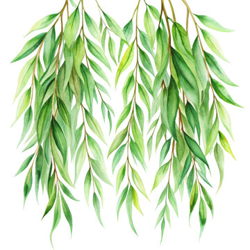 Watercolor willow foliage, graceful and flowing, soft green, transparent background