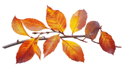 A branch with leaves that are orange and yellow isolated on a transparent background
