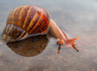 Snail crawling on the floor