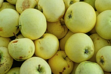 texture of rotten yellow spoiled delicious sweet with vitamins summer ripe garden apples