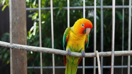 Obraz premium Beautiful Green parrot reading a book in a cage
