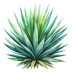 Fototapeta premium Watercolor clipart tropical yucca leaves, spiky and bold, hand-painted, transparent background