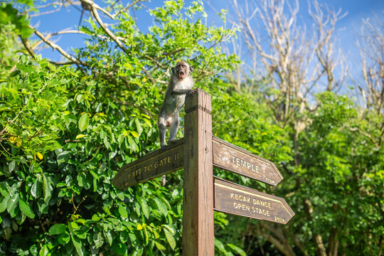 A little monkey standing on the wooden pole sign in Uluwatu temple complex, Bali, Indonesia, Southeast Asia, Asia