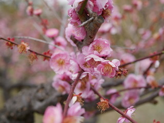 Pink cherry blossom