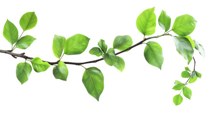 Obraz premium A green leafy branch with a white background 