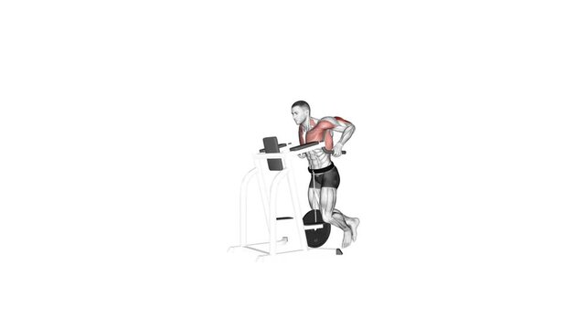 weighted dips anatomy exercise motion graphic muscle highlight workout fitness illustration video uhd 4k