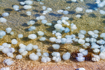 invasion of jellyfish on seashore