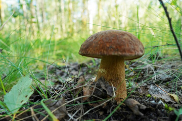 Mushroom in mushrooming season in wild. Bolete mushrooms in the forest. Boletus Edulis Porcini. Edible mushroom that grows in forest. White Mushroom. Edible Big Boletus mushroom at woodland.