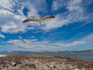 Yellow-footed gull (Larus livens), in flight protecting its nest on Isla Coronado, Baja California Sur, Sea of Cortez, Mexico, North America