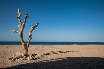 Remains of an old tree on a desert beach. Sunny summer day. Old log. Sand on the beach.