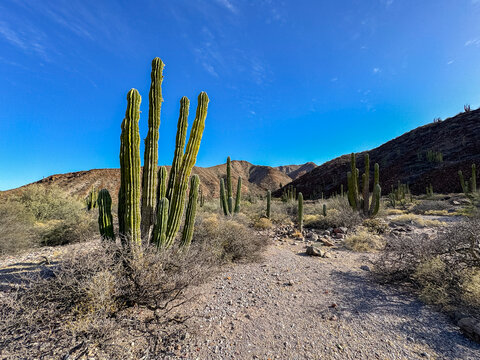 Mexican giant cardon (Pachycereus pringlei), on Isla San Esteban, Baja California, Sea of Cortez, Mexico, North America