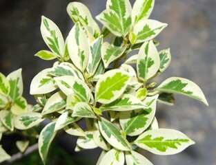 Ficus benjamina slender branches with shiny, pointed dark green leaves