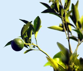 lime on tree closeup photo