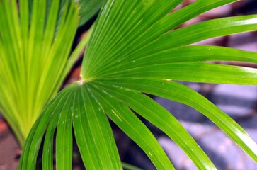 close up of a palm leaf