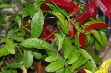 Sunshine Tree Laila Majnu (Exoecaria bicolor)