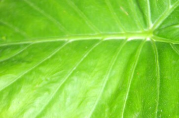 texture in front of big green elephant ear leaf plant 