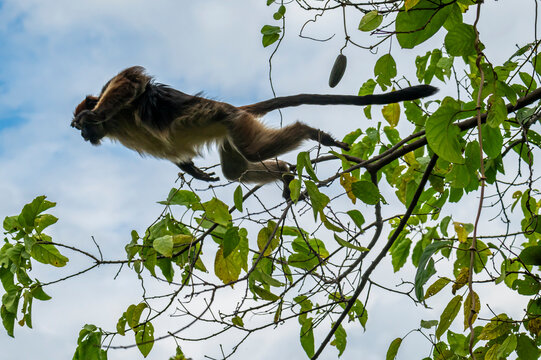 Vervet monkey (Chlorocebus), Gombe Stream National Park, Lake Tanganyika, Tanzania, East Africa, Africa