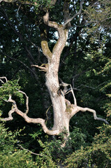 old oak tree