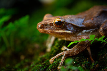 Common tree frog (polypedates leucomystax) on a humid moss surface, natural bokeh background