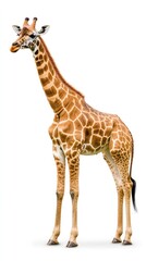 Naklejka premium Majestic Giraffe Standing Gracefully Against A White Background
