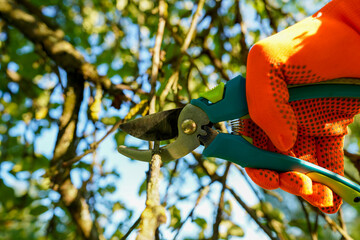 Secateur for Trimming tree branches. Gardener cuts branches on dry tree with Handheld Pruning...