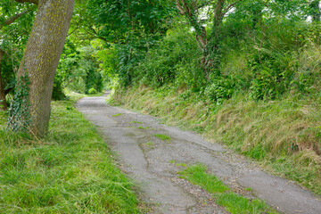 Fototapeta premium A serene, tree-lined country road surrounded by lush greenery, perfect for a peaceful walk or bike ride.